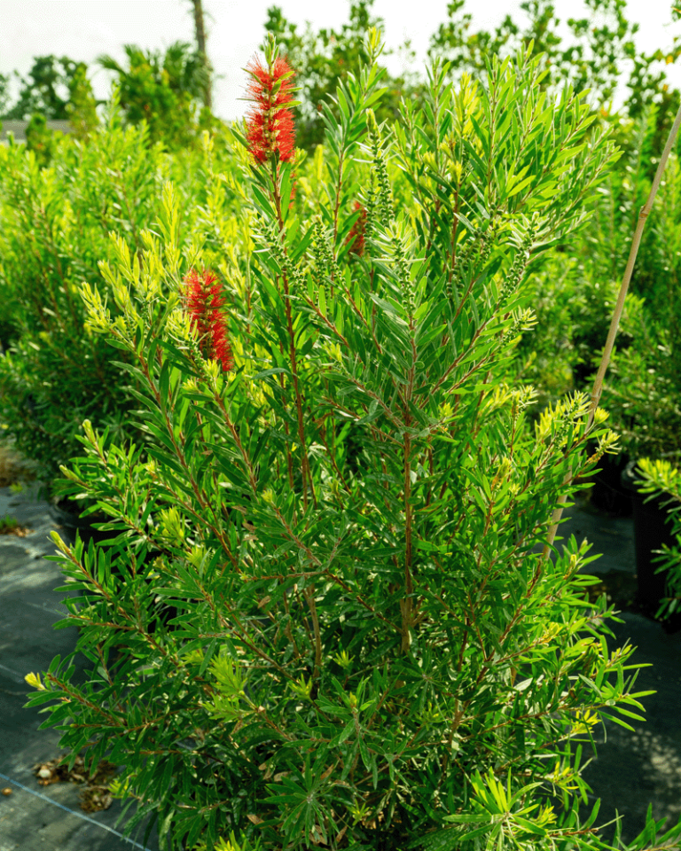 NH Bottlebrush Calitemon-1