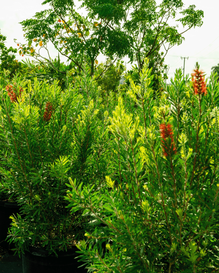 NH Bottlebrush Calitemon-2