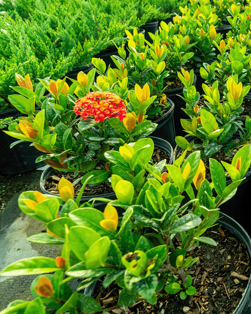 NH Carmen Dwarf Ixora-1-1