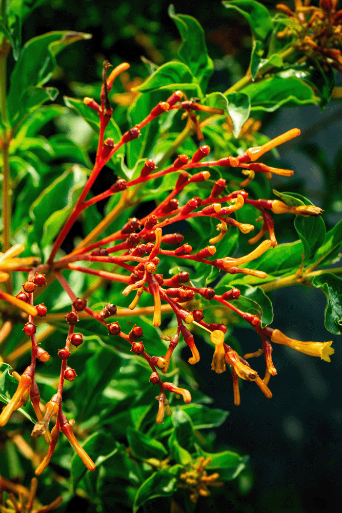 NH Indian Hawthorn-3