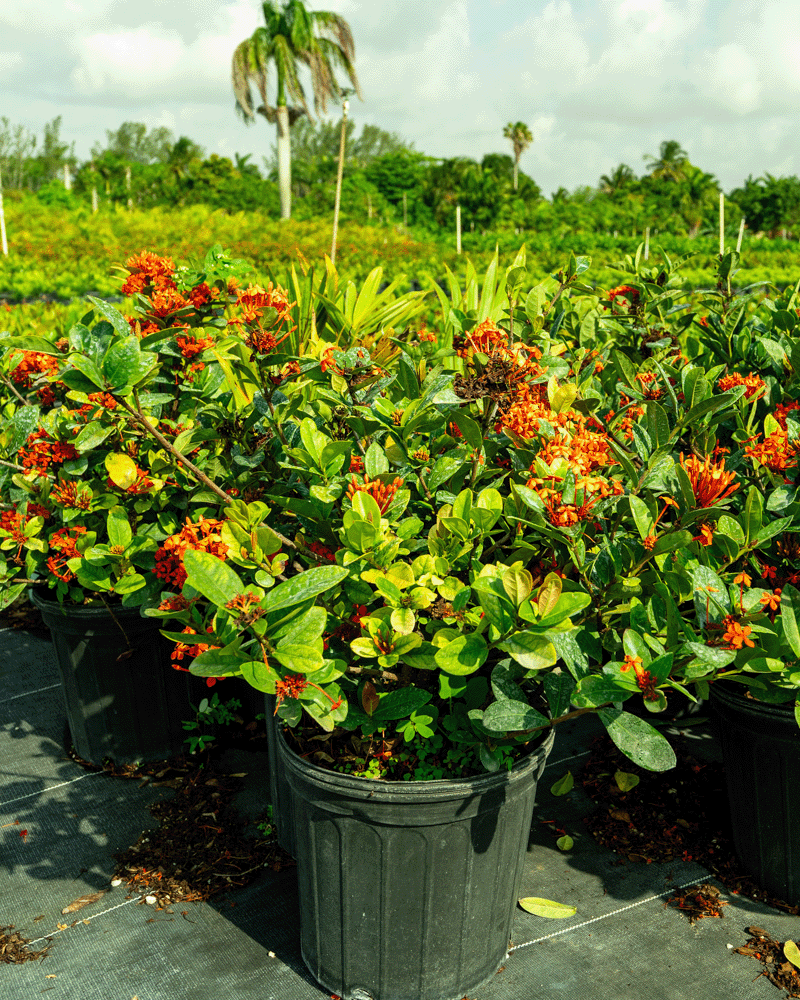 NH Maui Orange Ixora-1