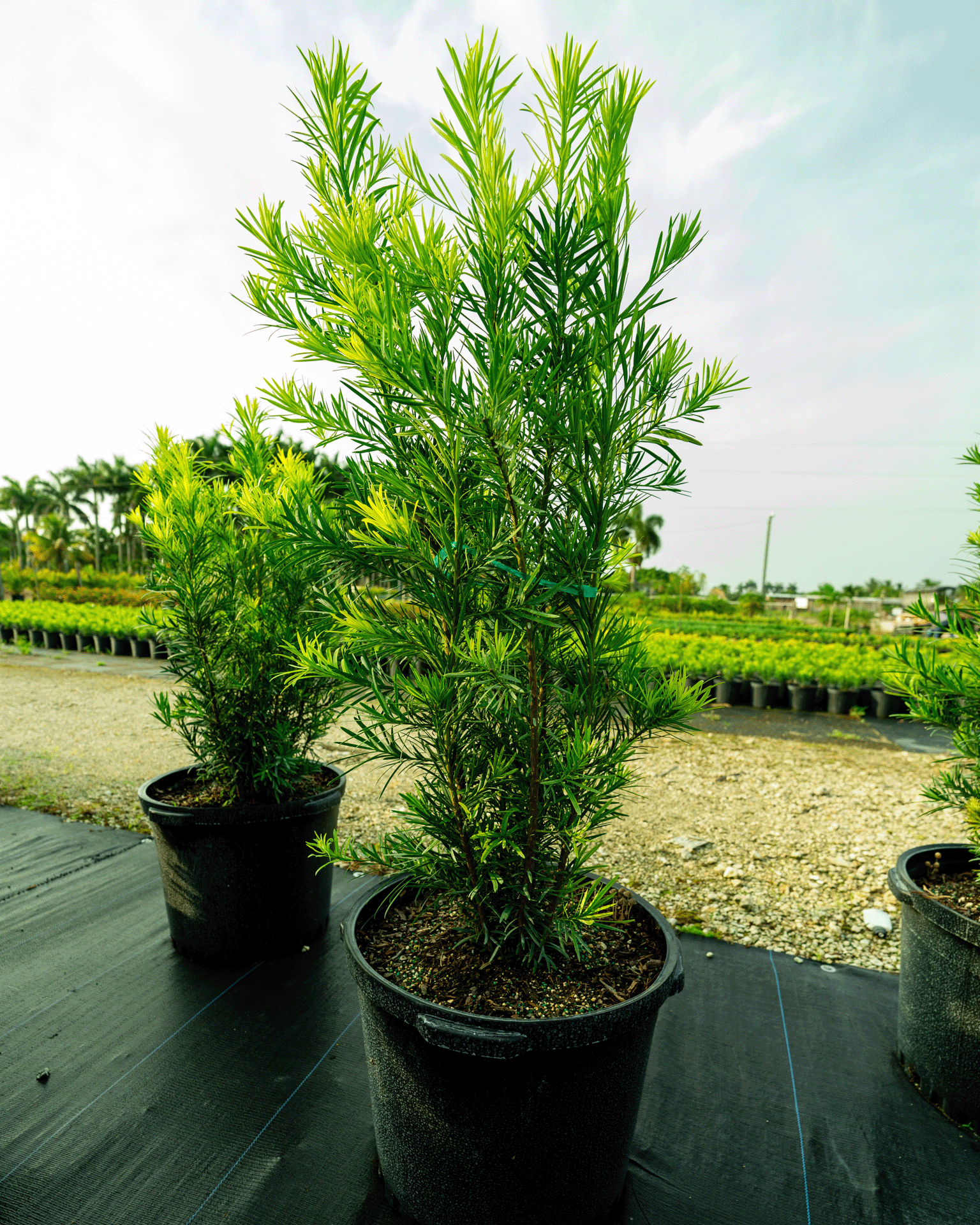 NH Podocarpus-1